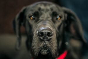 Black Great Dane